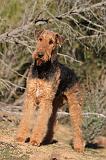 AIREDALE TERRIER 252